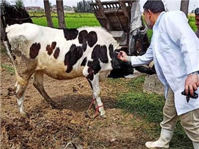 تحصين 23 ألف رأس من الماشية بالأقصر ضد مرض الجلد العقدي وجدري الأغنام