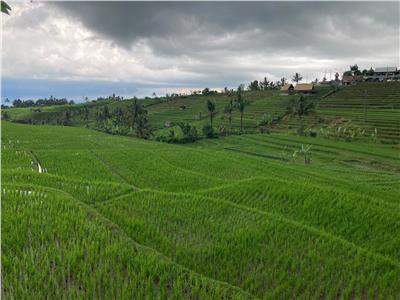 تعرف على أشهر مدرجات الأَرز العالمية في جزيرة بالي الإندونيسية| صور 