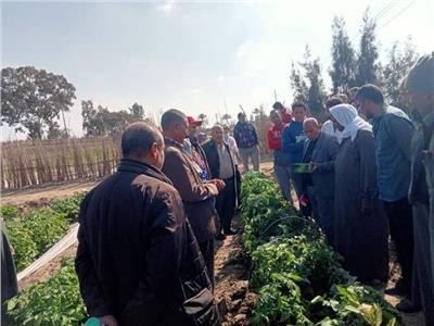 الزراعة: حملات لفحص المحاصيل الاستراتيجية بكفر الشيخ