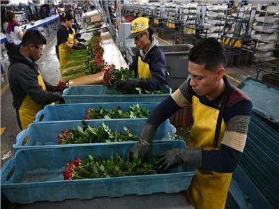 700 مليون زهرة ووظائف خالية ورحلات طيران.. بشاير تصدير كولومبيا لـ«الورود»