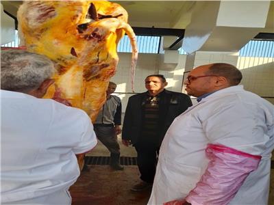 إعدام رأس ماشية تزن 400 كيلو مصابة بمرض السل خلال حملة رقابية بالمنيا