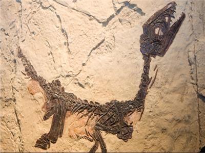 اكتشاف حفريات لنوع جديد من الديناصورات المدرعة في شرقي الصين