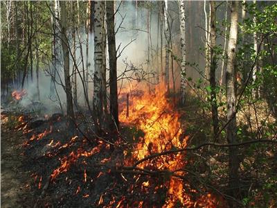 فرق الإطفاء في تكساس تواصل جهودها لاحتواء أكبر حريق للغابات يسجل في تاريخ الولاية