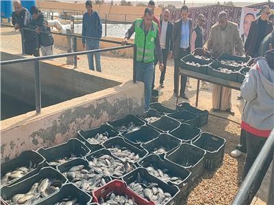 محافظ شمال سيناء يشهد إنتاج مزرعة أم شيحان السمكية