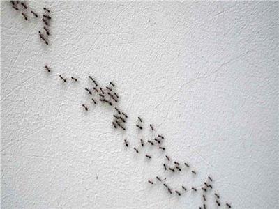 بمكون واحد.. حيلة بسيطة للتخلص من النمل في منزلك