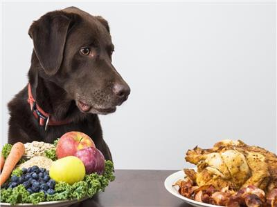 لمربي الكلاب.. أطعمة يجب إضافتها إلى النظام الغذائي لحيوانك الأليف