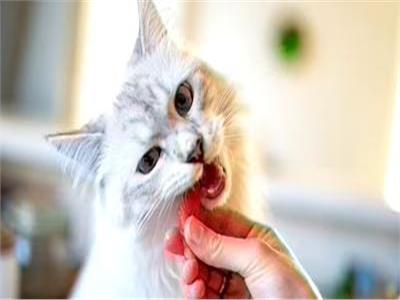 لمربي القطط.. 5 أمراض شائعة وطرق الوقاية