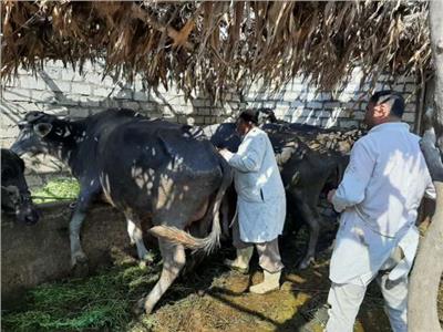 الثلاثاء المقبل.. بدء تحصين الماشية ضد مرض الحمى القلاعية في الشرقية 