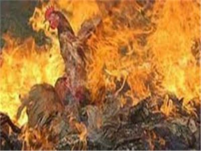 نفوق 3 آلاف دجاجة في حريق مزرعة دواجن بالشرقية