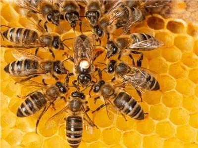 إلى مربى النحل.. تعرف على أخطر الأمراض التى تهدده وطرق علاجها