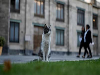 رئيس المكسيك يصدر قراراً باعتبار القطط رمزاً لقصر الرئاسة