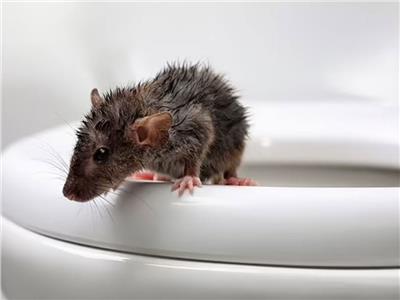  خرج من وعاء المرحاض.. فأر يعض رجلاً ويتعرض لعدوى