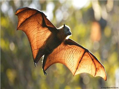دراسة تكشف:«الخفافيش تحمي البشر من الأمراض المعدية»