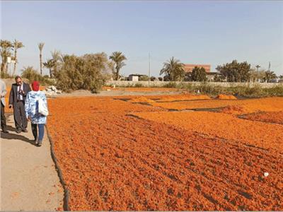 الفيوم تطلق موسم حصاد الأقحوان محصولها الأول بمصر