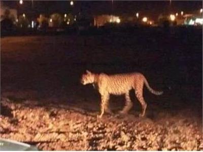 فيديو.. هروب "نمر" من صاحبه في ليبيا 