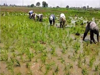 «الزراعة» تكشف تفاصيل هامة بشأن محصول الأرز| خاص