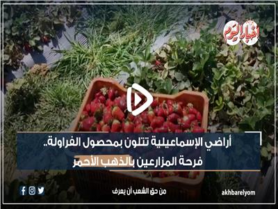 أراضي الإسماعيلية تتلون بالذهب الأحمر.. فرحة المزارعين بالفراولة | فيديو 
