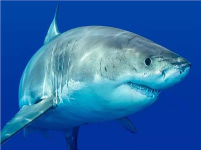 القرش يحب العيش في «الحضانات»