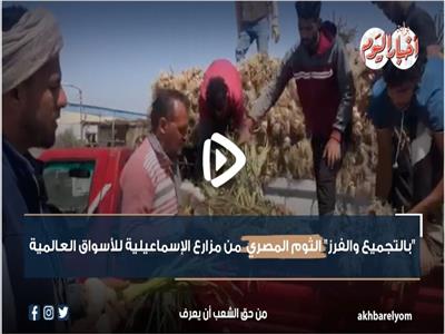  الثوم المصري من مزارع الإسماعيلية للأسواق العالمية | فيديو 