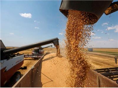 توريد 22 ألف طن من محصول القمح بالشون والصوامع الحكومية بالمنيا