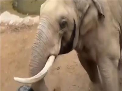 فيل يثير الجدل علي السوشيال ميديا بموقفه مع طفل| فيديو