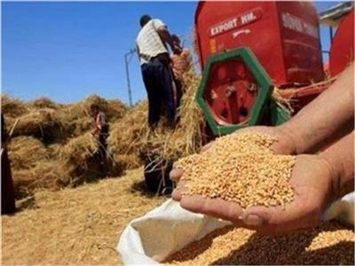 التموين: استمرار استقبال القمح في شم النسيم.. والمستحقات المالية خلال 48 ساعة