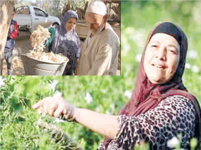 «يا ورد على فل وياسمين»| أهالى شبرا بلولة يطالبون بمصنع عطور وتصدير الإنتاج