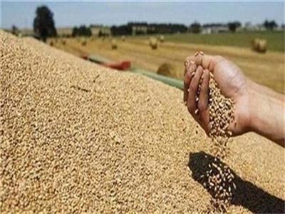  محافظ القليوبية حصيلة توريد القمح منذ بدء الموسم