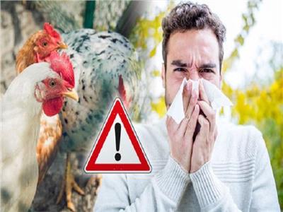 هل يجب تجنب اللحوم والبيض عند ظهور إصابات بإنفلونزا الطيور؟