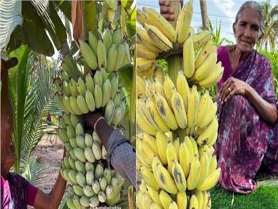 عجوز هندية تشعل السوشيال ميديا بـ«فيديو إنضاج الموز»