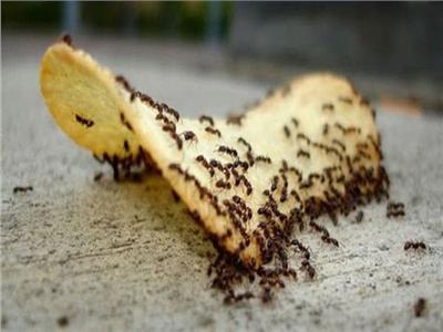 طريقة التخلص من نمل الصيف بوصفة طبيعية