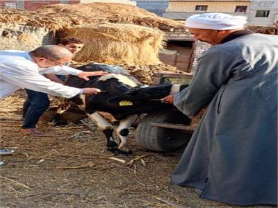 تحصين 621 ألف رأس ماشية ضد الحمى القلاعية والوادي المتصدع بالشرقية