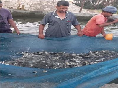 «تنمية البحيرات» تعلن المعايير البيئية للمصايد السمكية لمنع الاستنزاف الزائد للمخزون