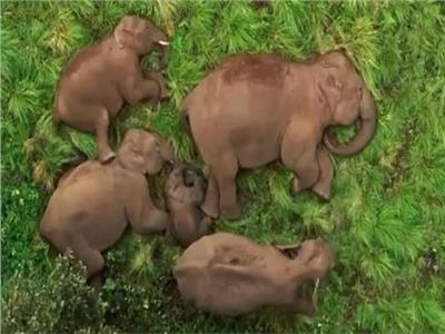 قيلولة عائلية لأسرة من الفيلة تشعل السوشيال ميديا | فيديو 
