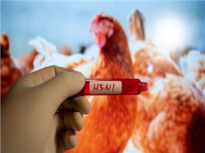 اكتشاف فيروس إنفلونزا الطيور H5N1 في الأبقار.. تحذيرات وتحديات