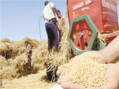 القمح يحقق أعلى معدلات للتوريد واستلام ٢٫٦ مليون طن| ٣٠ مليار جنيه مستحقات المزارعين