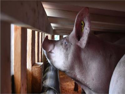 باستخدام التعديل الجيني.. الصين تجري أول عملية زراعة كبد خنزير في العالم لإنسان