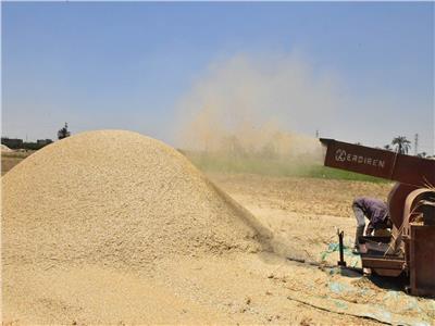 محافظة أسيوط تعلن الانتهاء من موسم حصاد القمح 2024