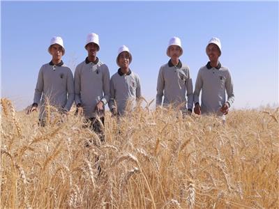 زراعة نصف مليون فدان قمح ب"توشكي,شرق العوينات,الفرافرة وعين دالة"| تقرير