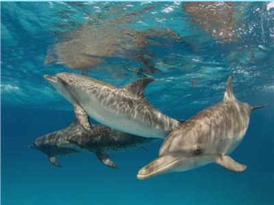 أصلها بري.. 5 حقائق محيرة للعقل عن الدلافين