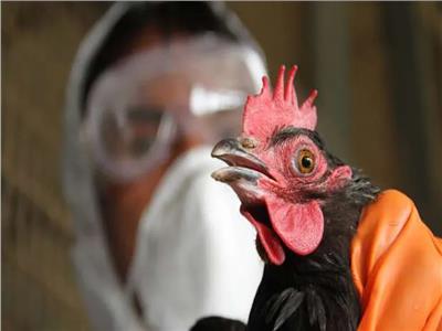 الصحة البريطانية: نستعد لتفشي مرض إنفلونزا الطيور