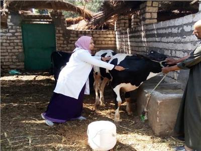 حملات تحصين الماشية لحماية الثروة الحيوانية بالمحافظات.. انفوجراف