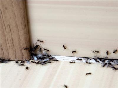 لربات البيوت.. 12 طريقة طبيعية للتخلص من الحشرات في مطبخك