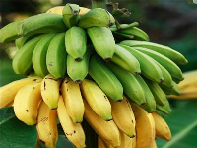 الموز: الطاقة الخضراء التي تغذي العالم
