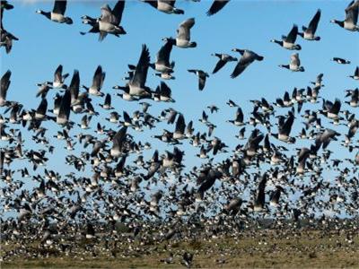 دراسة: الطيور تمتلك «نظام سير خاص» لتفادي التصادم