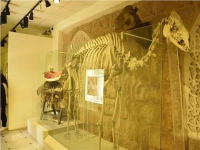 عرض الهيكل العظمي لآخر الجمال الحاملة لكسوة الكعبة في متحف المنيل 