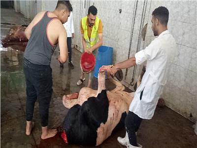 النمر: ذبح 35 رأس ماشية خلال أيام عيد الأضحى بأشمون