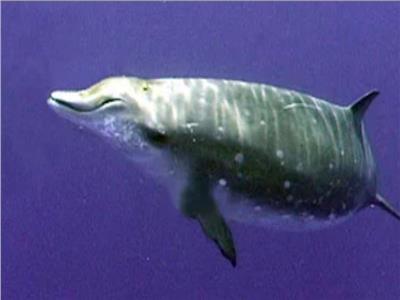 «البيئة» توضح تفاصيل العثور على حوت نافق بالساحل الشمالي