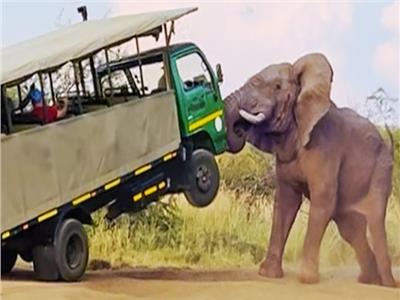 رحلة الموت..  فيل يدهس سائحة أمريكية في زامبيا 