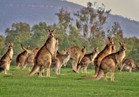 أعداد حيوان الكانجرو ضعف أعداد مواطني أستراليا